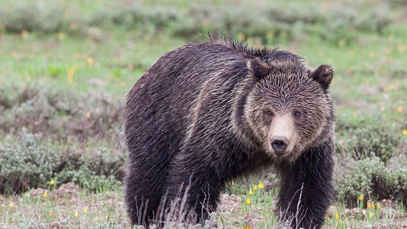 Half-Day Wildlife Safari Tour in Grand Teton National Park