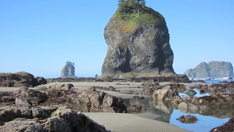 A sea stack rises steeply from a low-tide rocky beach in Olympic National Park, topped with evergreen trees against a clear blue sky.