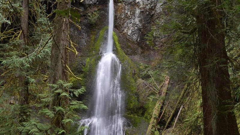 Half Day Guided Tour of Olympic National Park