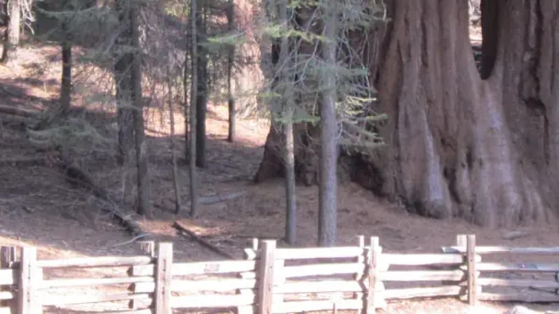 Dorst Creek Campground-Sequoia and Kings Canyon National Park