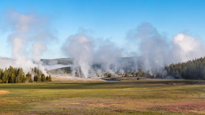 A wide open meadow in Yellowstone National Park with multiple columns of white geothermal steam rising from hydrothermal features along the tree line, viewed…