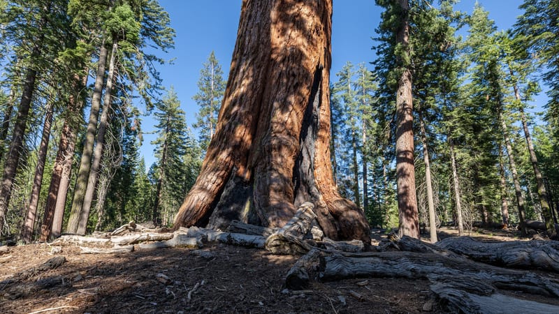 A massive giant sequoia tree fills the frame from a low ground-level perspective, its deeply furrowed reddish-brown bark and fire-scarred base towering above…