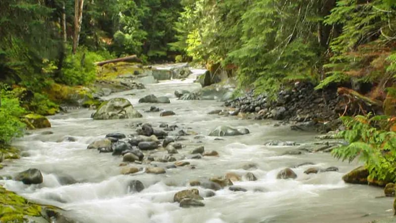 Ohanapecosh Campground