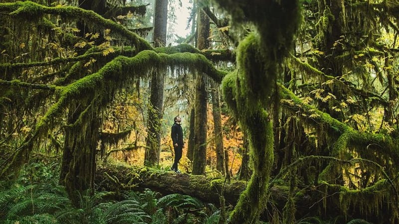 Best of Olympic National Park from Seattle: All-Inclusive Small-Group Day Tour