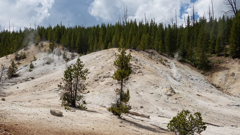 A pale, mineral-bleached hydrothermal hill vents wisps of steam at Norris Geyser Basin in Yellowstone, surrounded by a dense lodgepole pine forest under a pa…