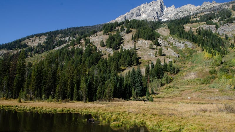 A serene mountain pond sits in the foreground with golden meadow grasses along its banks, backed by dense conifer forest climbing a rocky slope toward jagged…