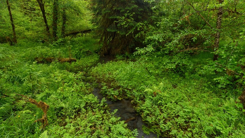 Hoh Rain Forest