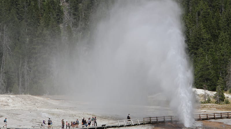 A large geyser erupts forcefully at Yellowstone National Park, sending a tall column of steam and water into the air above a white mineral-encrusted basin.